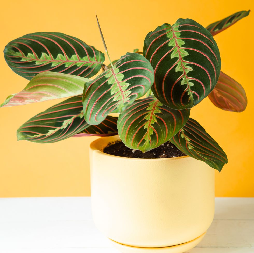 Wellness and Your Indoor Air Quality