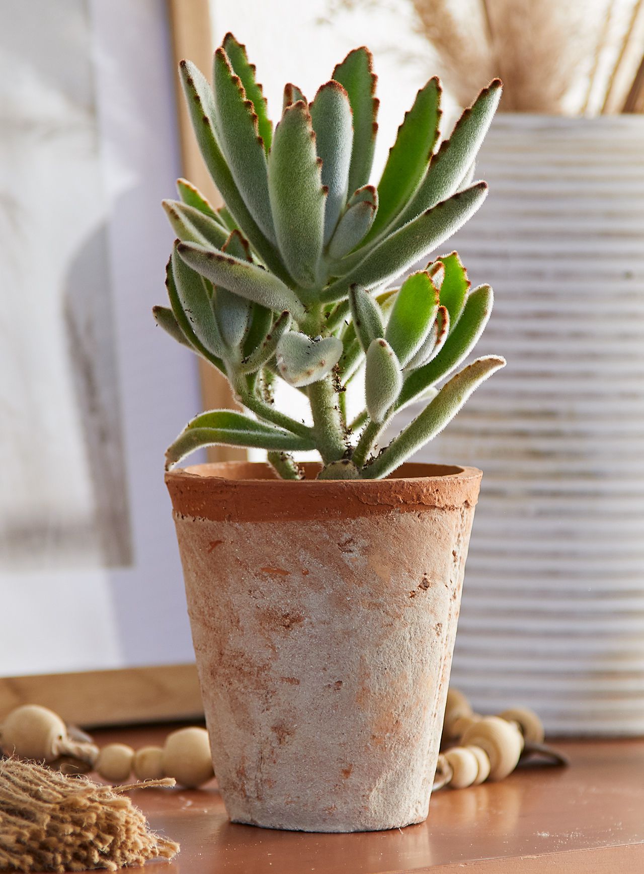 Assorted Small Succulents