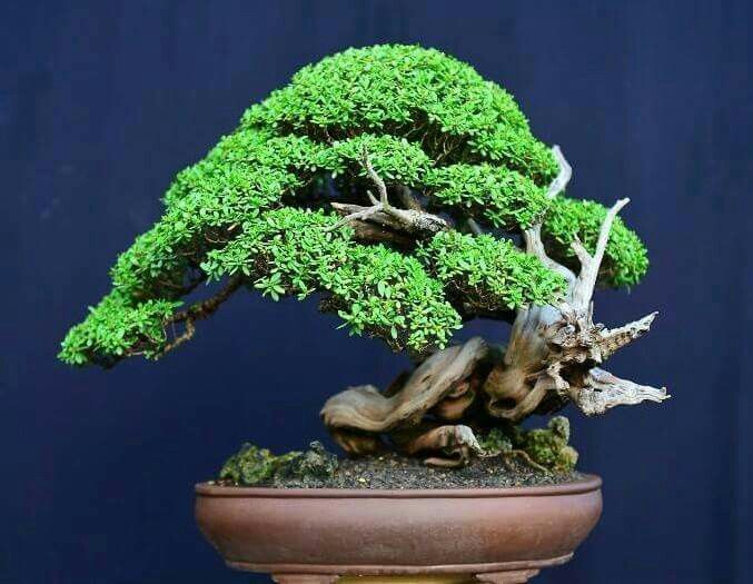 Assorted Small Succulents